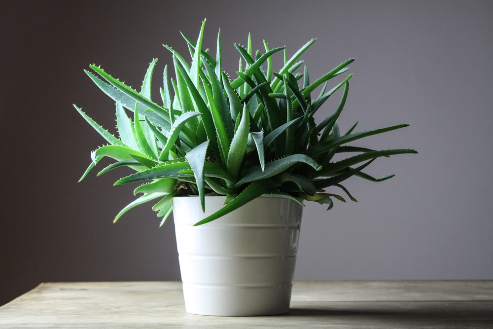 O plantă de aloe vera într-un ghiveci alb pe un fundal gri