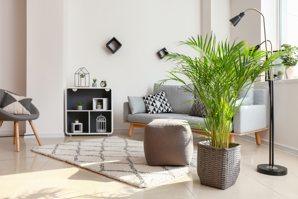 palmier areca într-uyn ghiveci gri pe podeaua unui living.