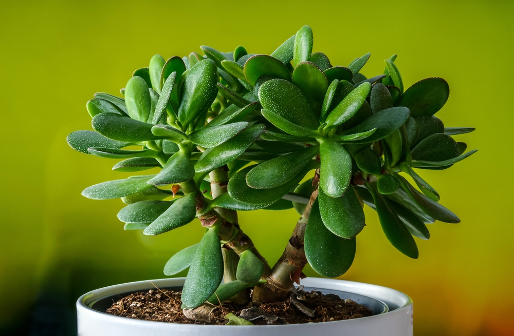 O plantă de crassula ovata într-un ghiveci slb pe fundal verde măslin.