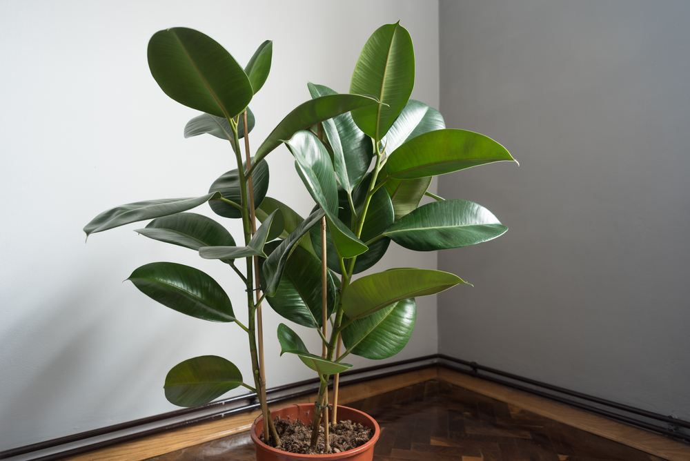 o plantă de ficus elastica într-un colț de cameră.