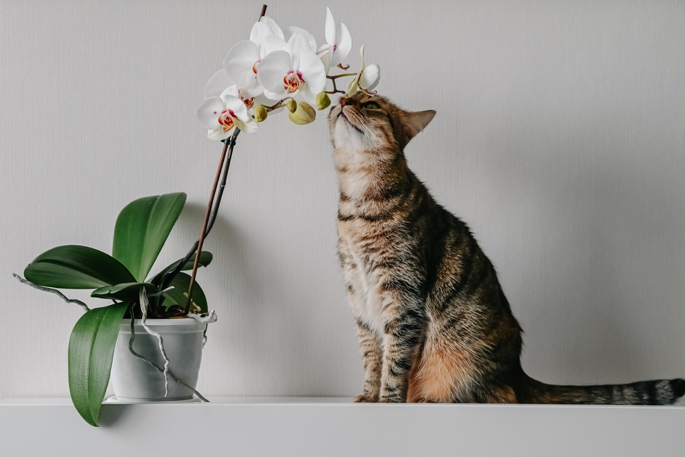 O orhidee cu flori albe mirosită de o pisică tabby.