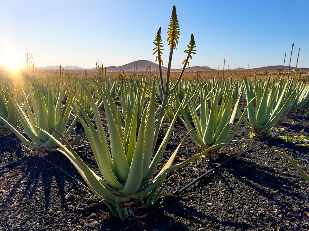 Un câmp cu plante de aloe vera cu flori galbene în soare direct.