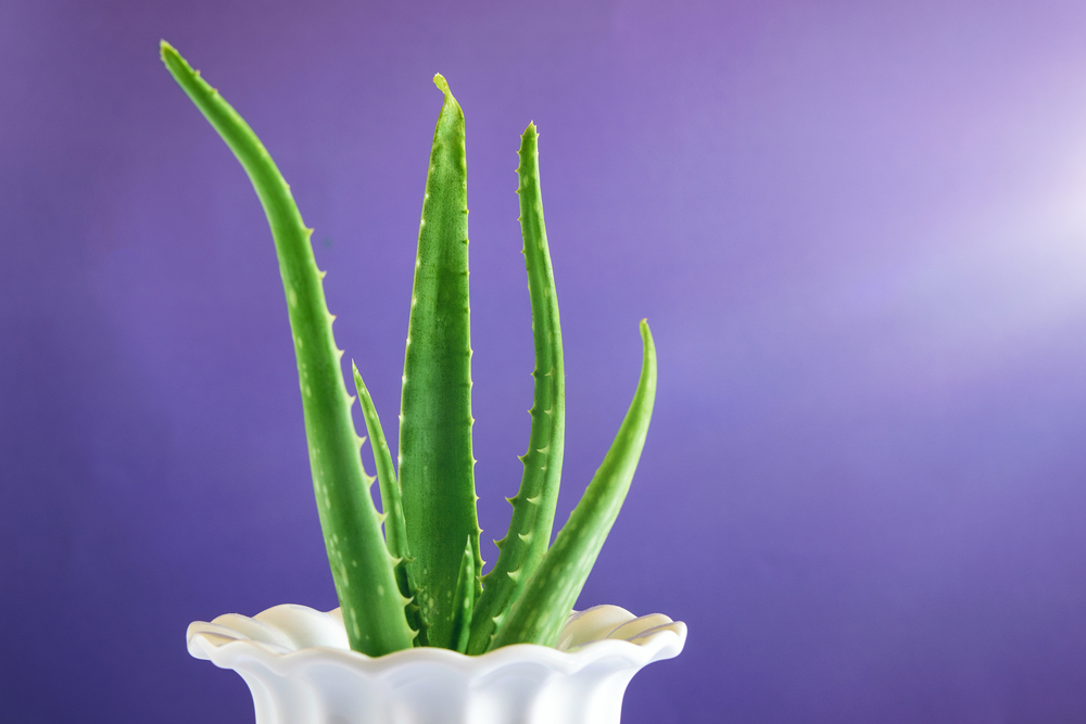O plantă de aloe vera înntr-un ghiveci alb din ceramică, pe un fundal bleumarin cu lumină solară venind din dreapta.