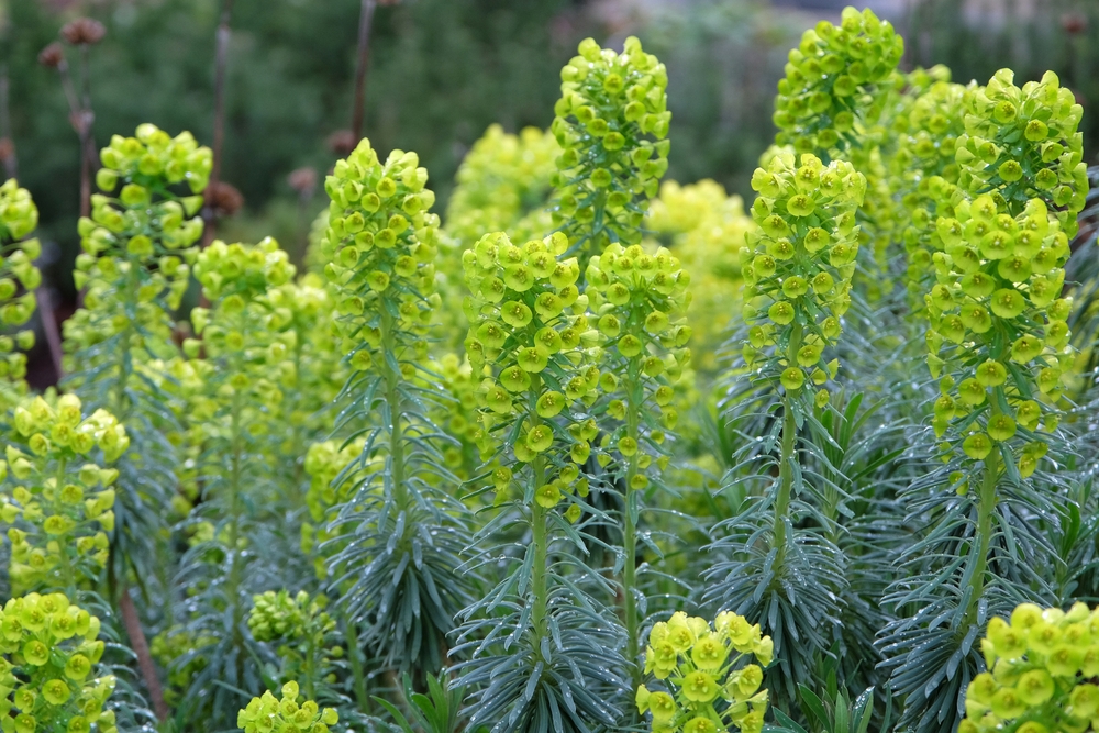 Flori lime de euphorbia în grădină.