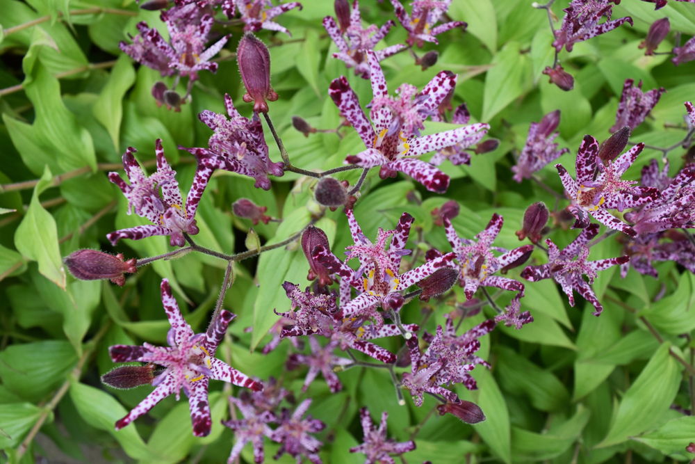Flori de Tricyrtis într-o grădină umbrită.