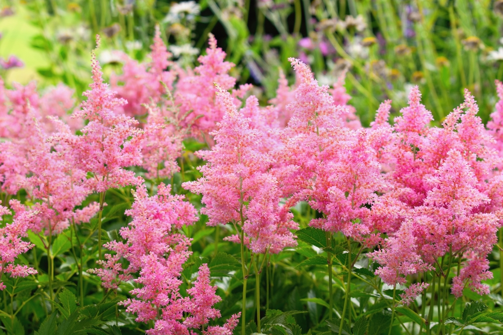 Flori de umbră perene: Astilbe cu flori roz în grădină.