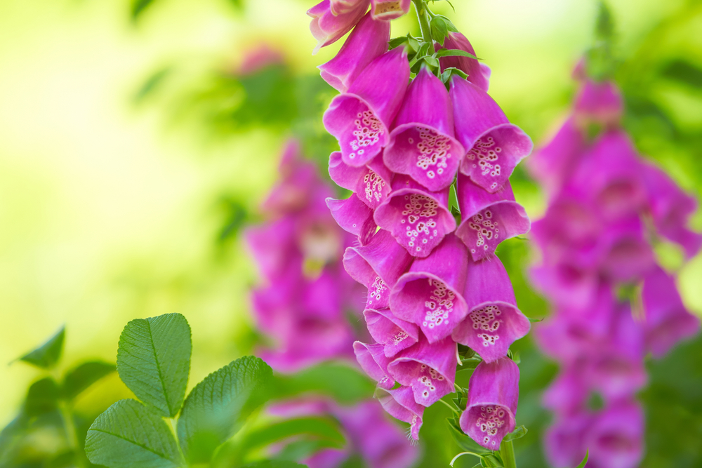 Flori roz-lila de digitalis purpurea pe fundal bookeh de grădină.