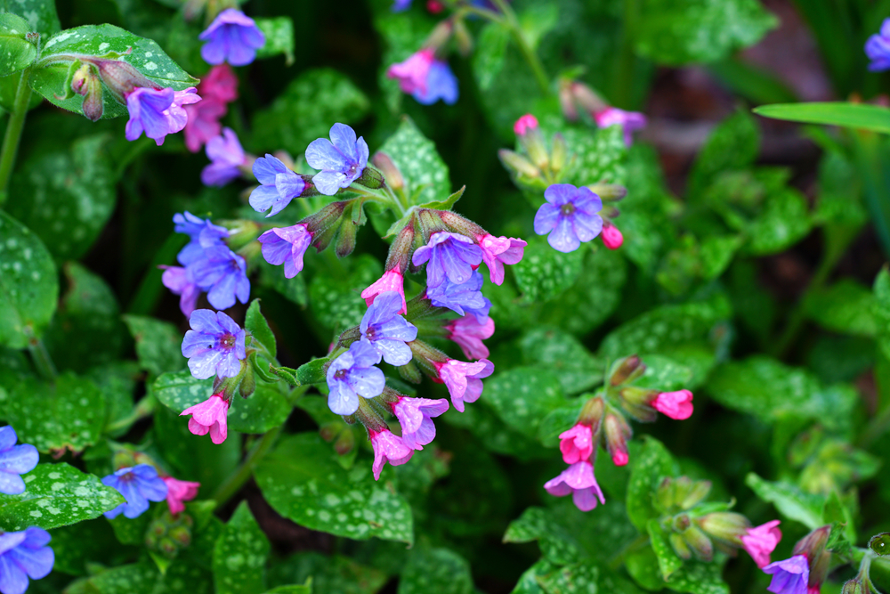 Flori de umbră perene: Pulmonaria cu flori albstre și mov în grădină, la umbră.