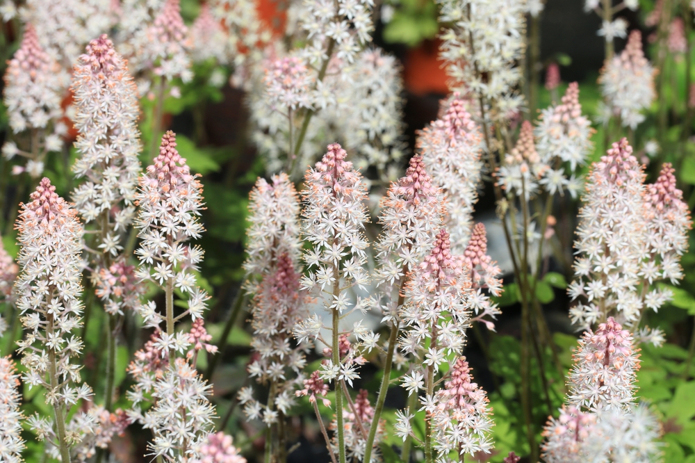 Flori albe de tiarella în grădină, la umbră.