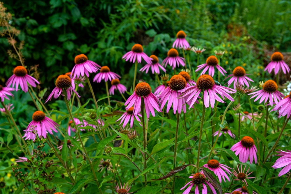 Flori de echinacea purpurii în grădină.