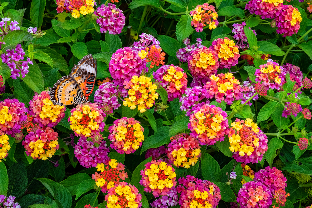Flori colorate cu galben și violet de lantana în grădină.