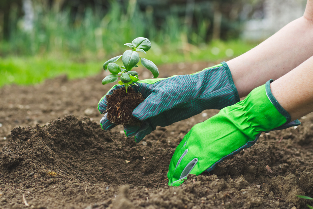 Mâini de femeie cu mănuși de grădinărit transplantează o plantă mică de busuioc în solul din grădină.