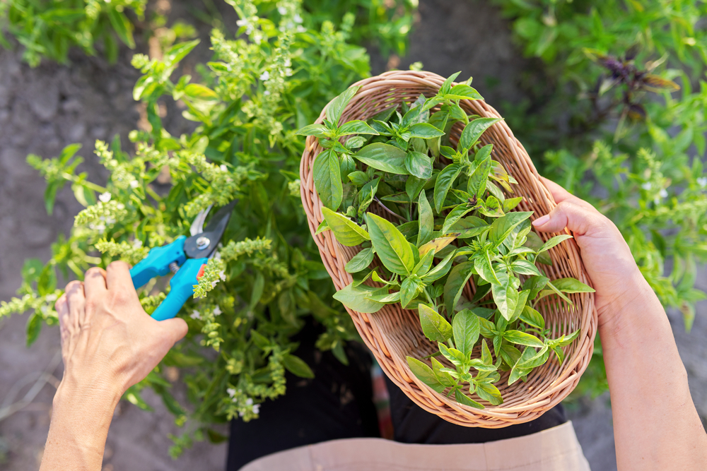 Mâini de femeie taie plante aromatice pe care le ține într-un coș de nuiele.