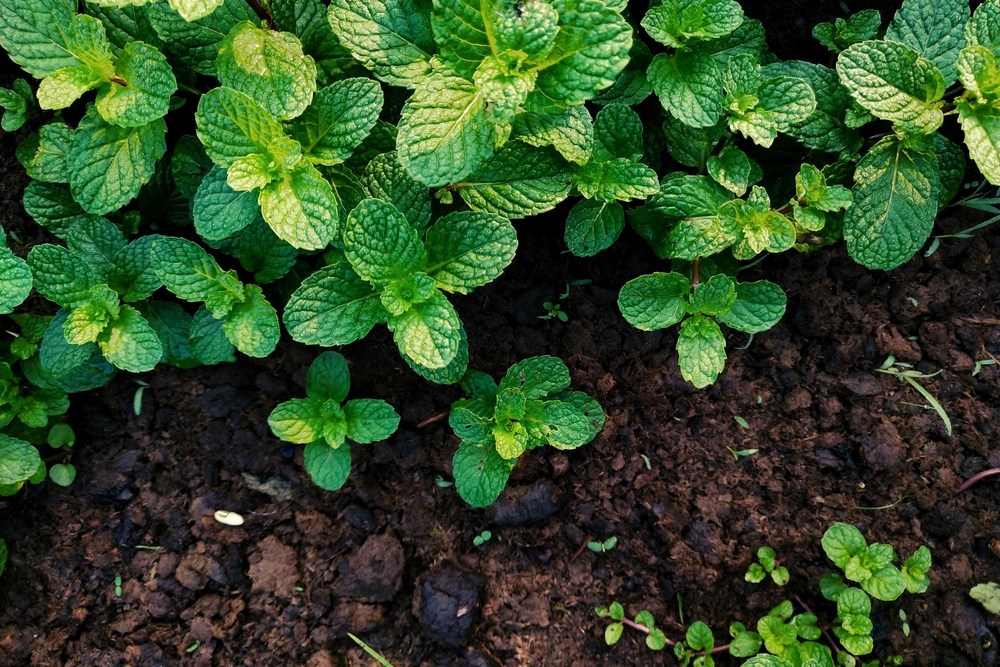 Plante aromatice de grădină: mentă în grădină într-un loc parțial umbrit.