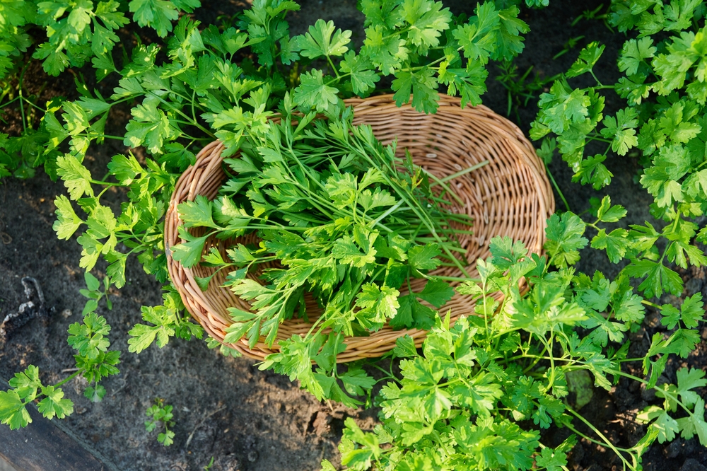 Plante aromatice de grădină: un coș din nuiele cu pătrunjel lângă plante de pătrunjel crescând în grădină.