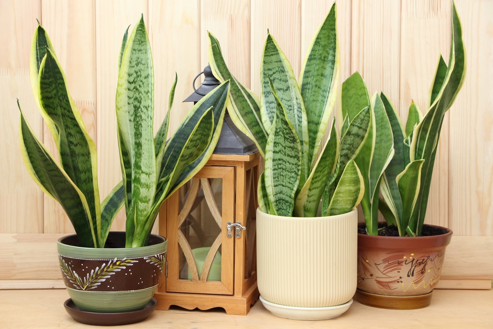 Trei ghivece cu Sansevieria trifasciata.