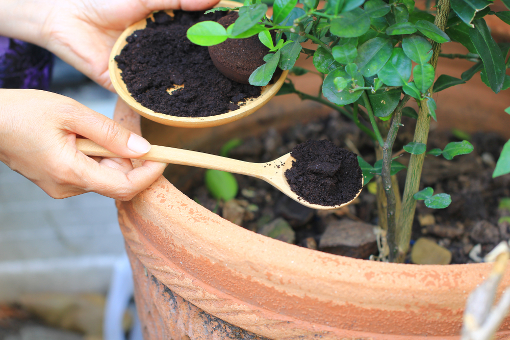 O mână de femeie pune cu o linguriță de lemn zaț de cafea ca îngrășământ la o plantă în ghiveci.