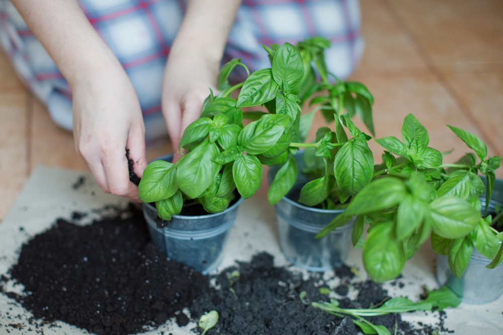 busuioc in ghiveci plantare ingrijire