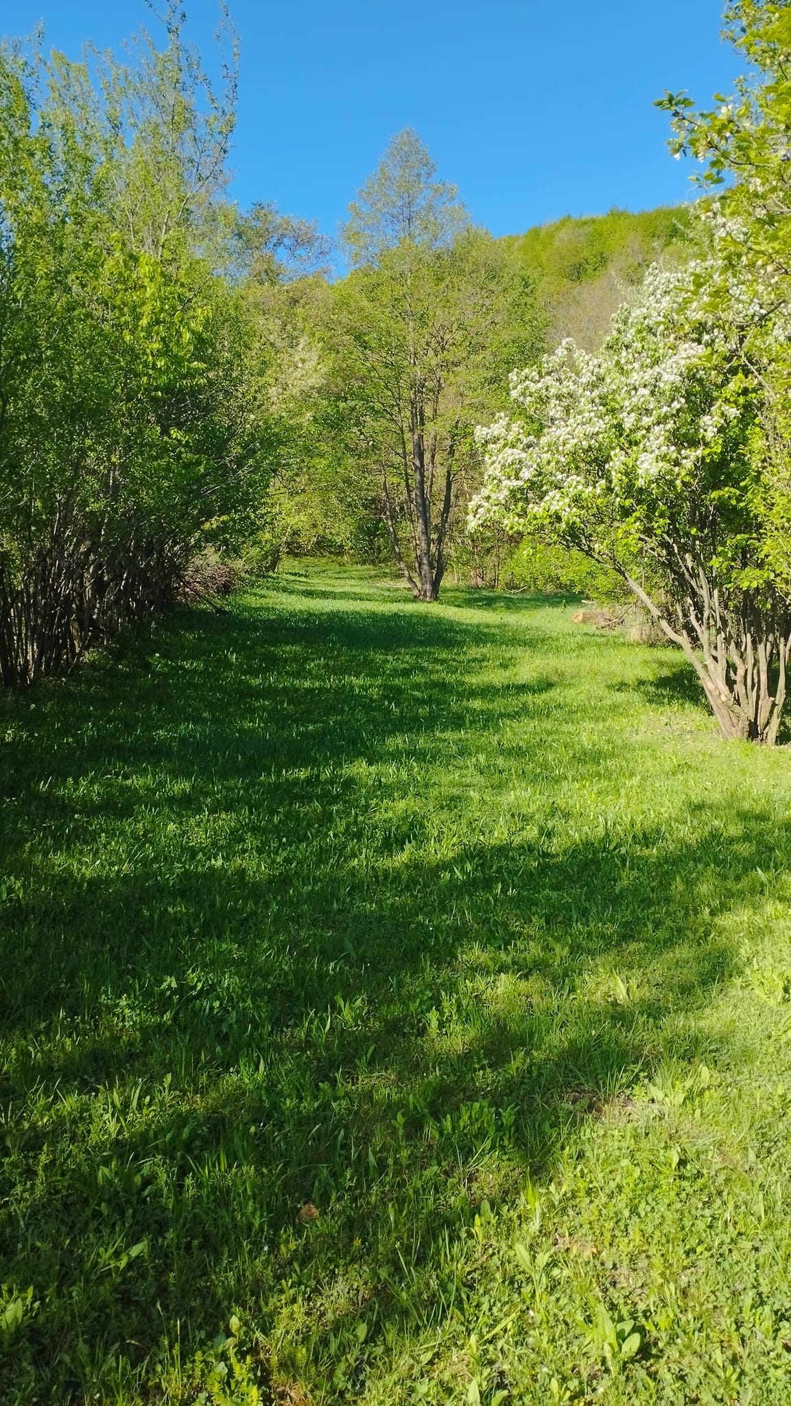 Căsuța este poziționată în mijlocul naturii