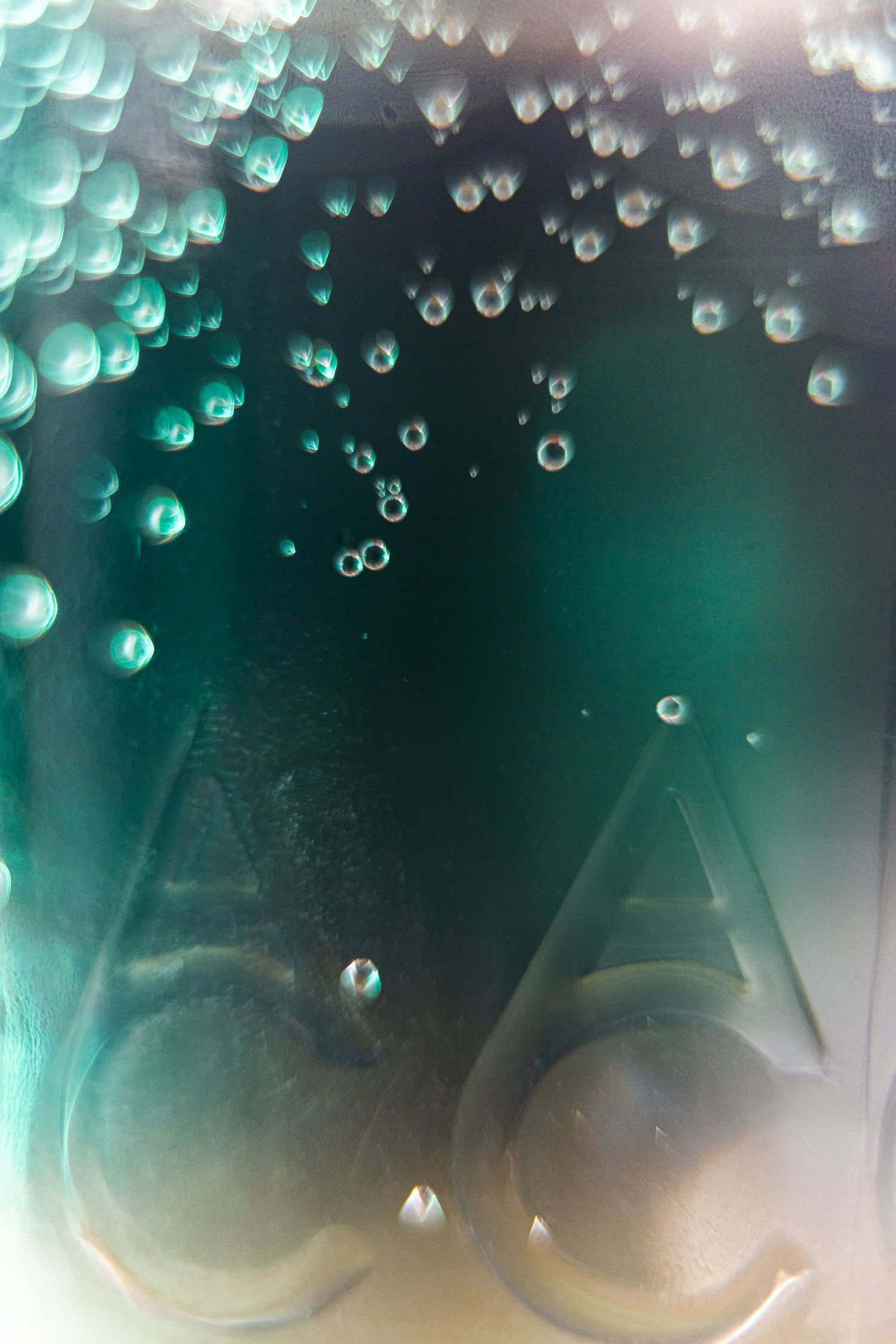 close up superbule aqua carpatica forte