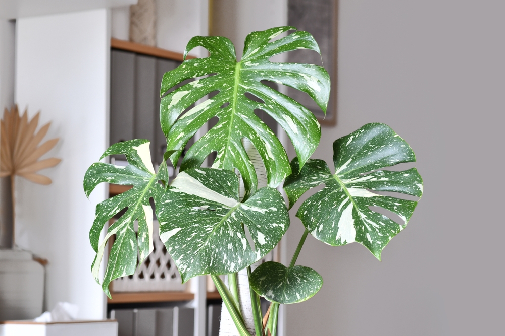 flori care aduc ghinion in casa monstera