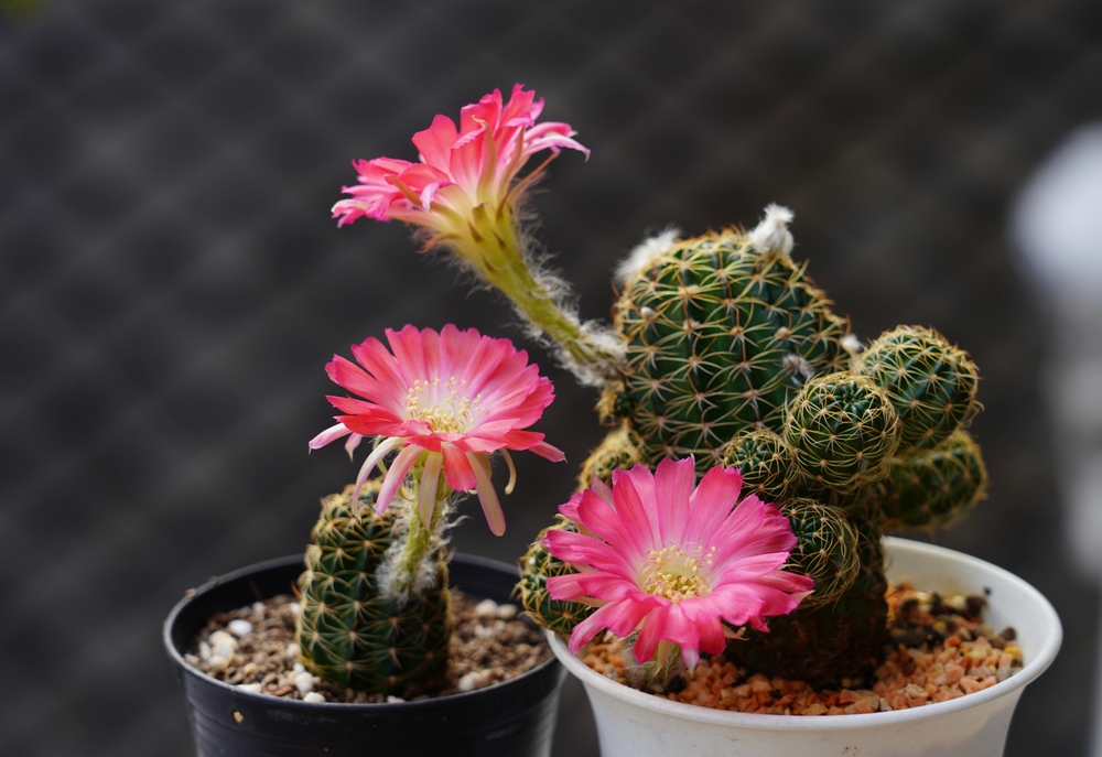 flori care aduc ghinion in casa cactus