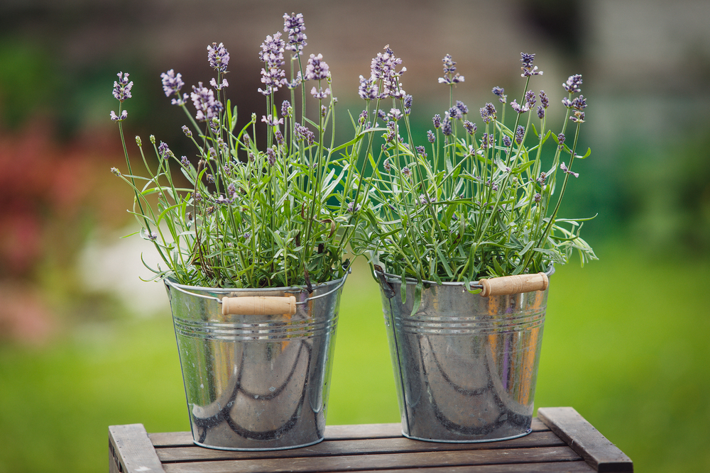 flori care rezista la soare lavanda