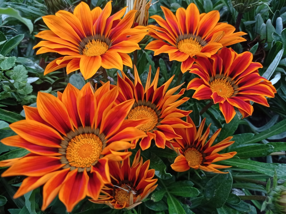 flori care rezita la soare Gazania
