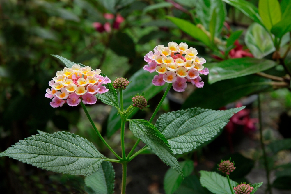 flori care rezista la soare Lantana