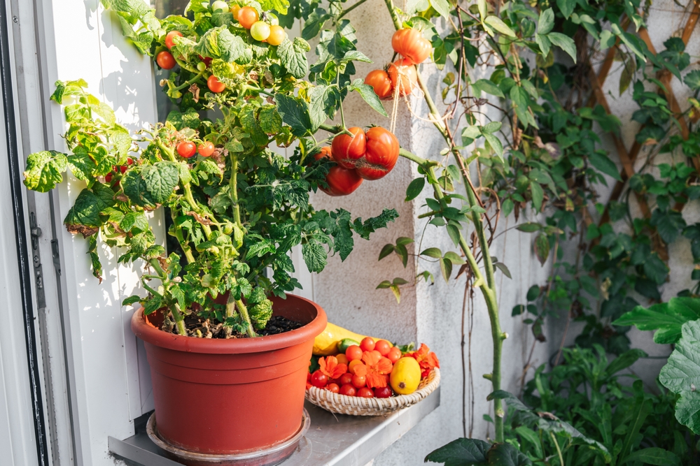 gradina urbana rosii cultivate pe balcon