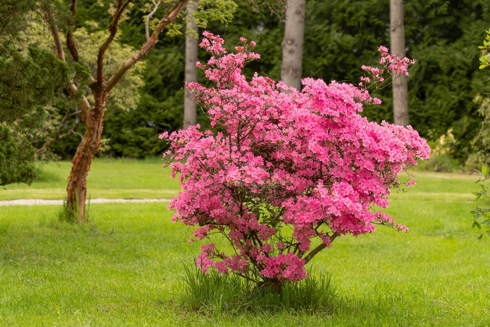 Azalee îngrijire: un arbust de azalea kurume, plin de flori roz în grădină.
