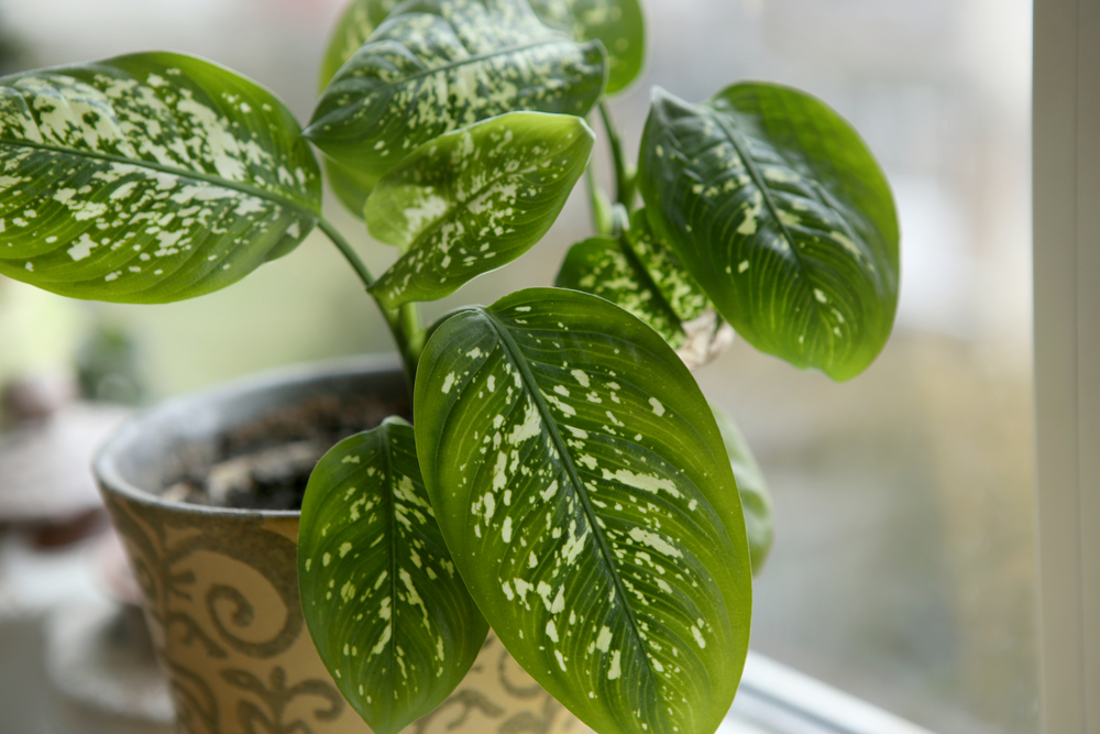 Dieffenbachia planta toxica in ghiveci in casa