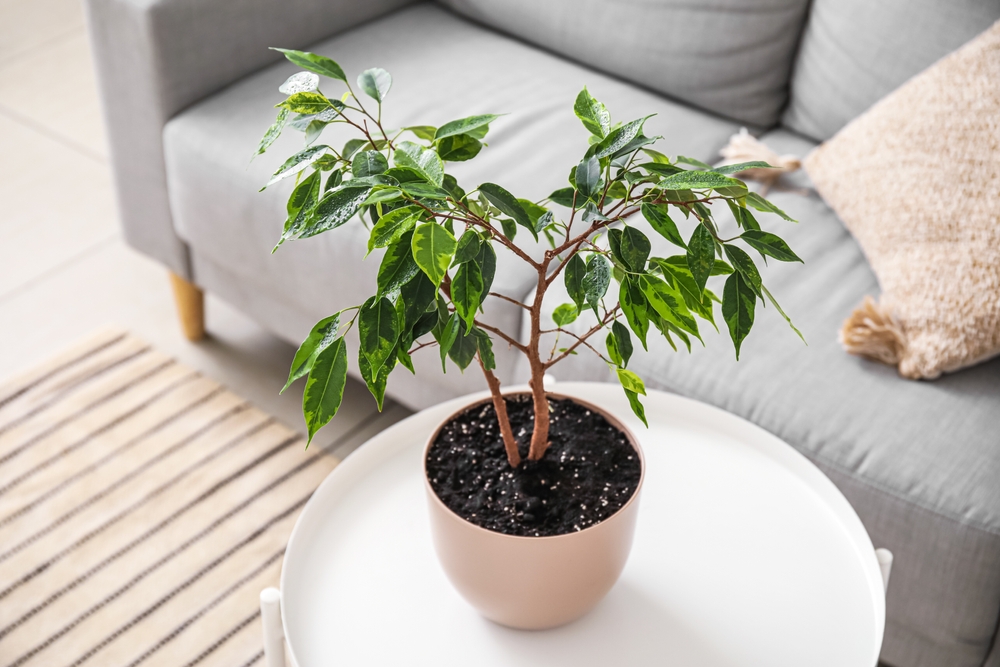 Ficus benjamina in ghiveci pe masa