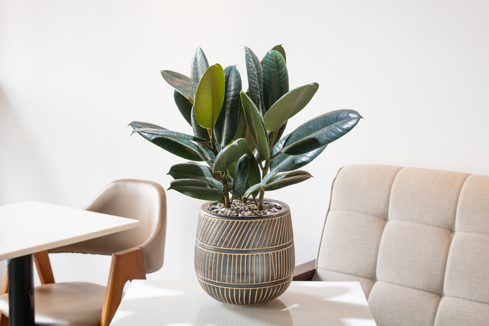 Plante care aduc energie pozitivă în casă: Ficus într-un ghiveci gri cald cu modele geometrice din linii, pe o masă albă.
