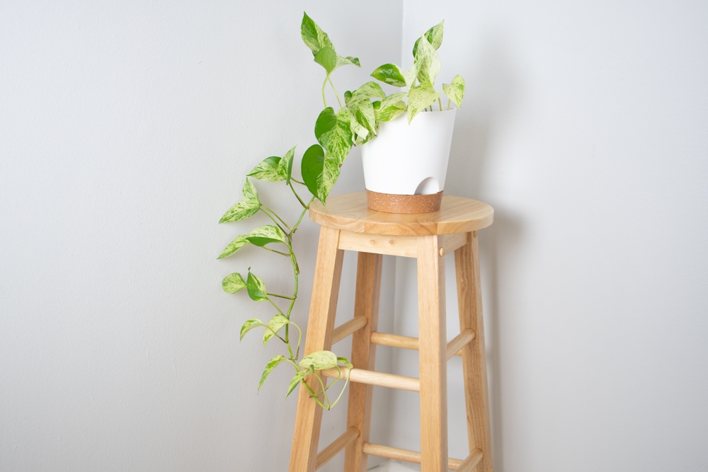 O plantă de pothos atârnând dintr-un ghiveci alb, pus pe un suport de plante înalt din lemn natur.