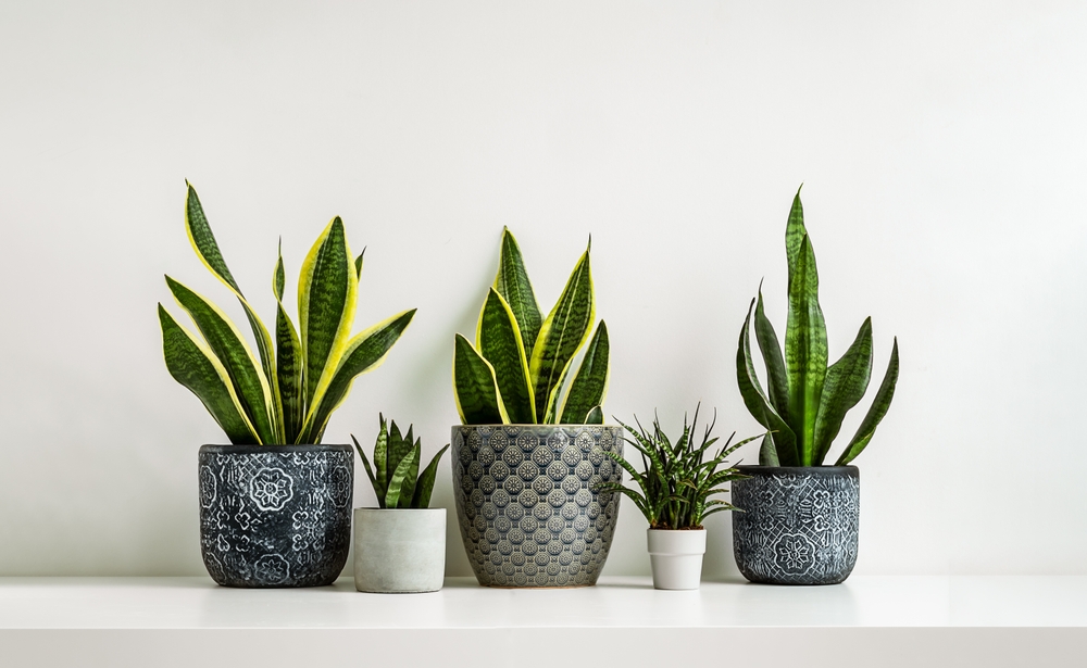 Ghivece cu Sansevieria de mai multe dimensiuni si soiuri în ghivece albe și cu modele pe un blat alb.