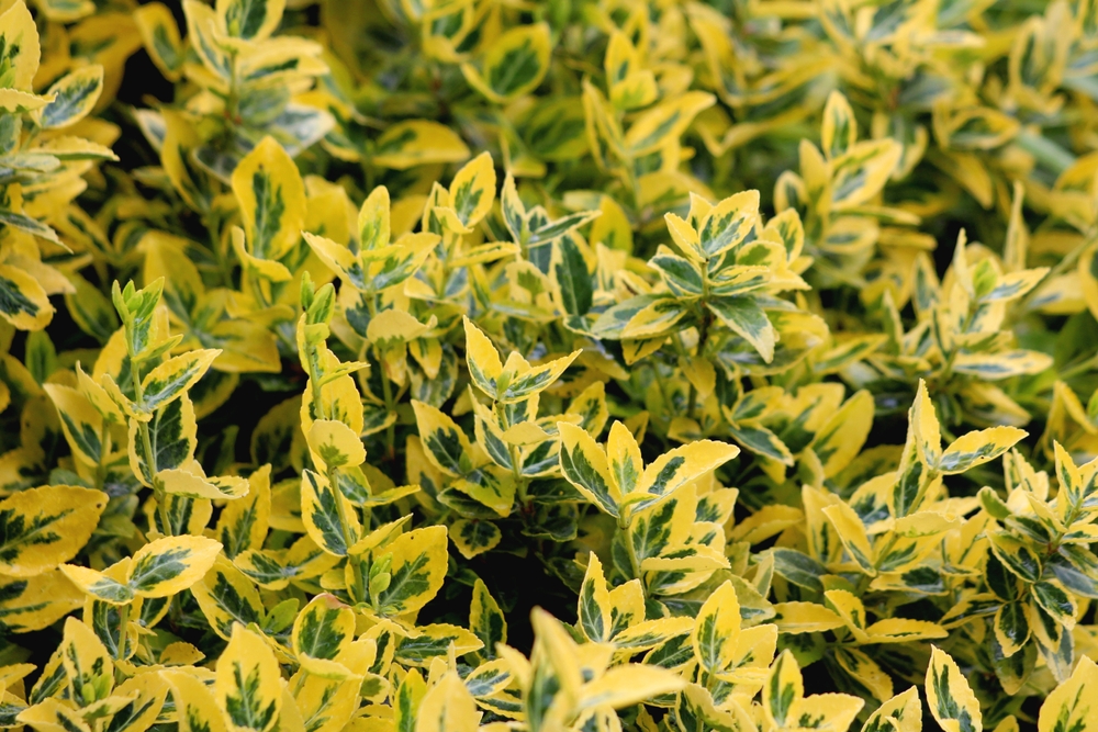 Plante evergreen: Euonymus cu frunze variegate cu verde în interior și galen pe margini.