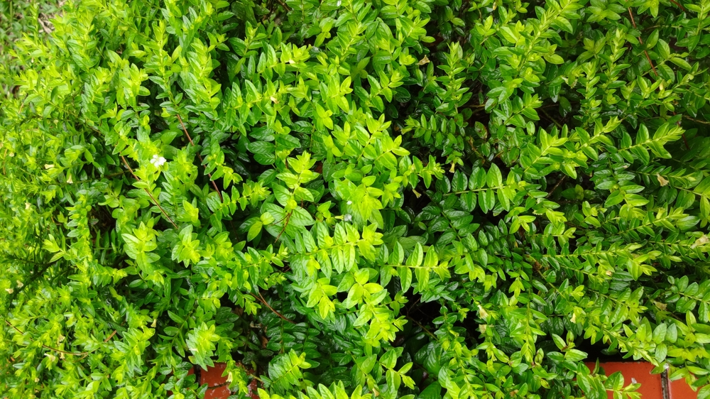 Plante evergreen: caprifoi târâtor în grădină.