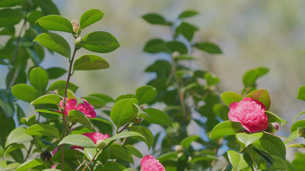 Camelia înflorită ci flori roz în grădină.