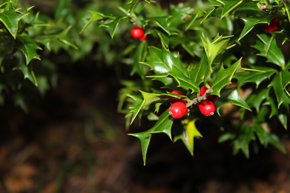 Plante evergreen: Plantă Ilex cu fructe roșii în grădină.