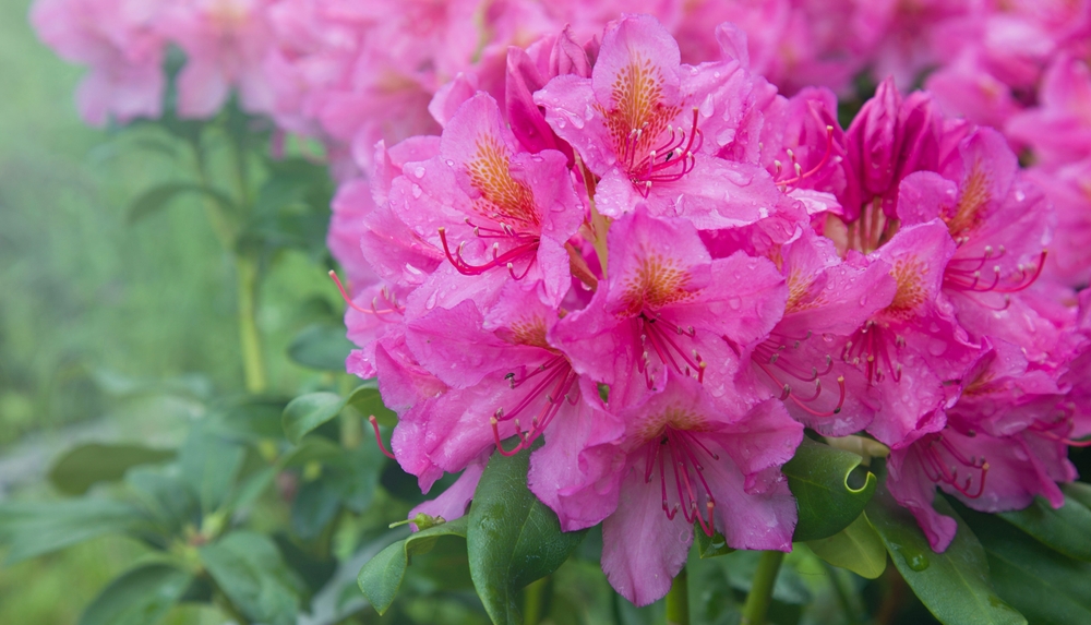 Plante evergreen: Plantă de rhododenron cu flori mari, roz și spectaculoase în grădină, la umbră.