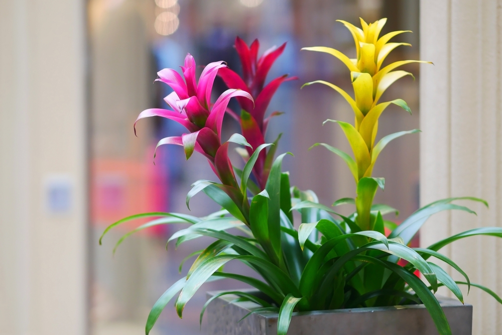Plante pentru baie: bromelii cu flori roz și galbene într-un ghiveci.