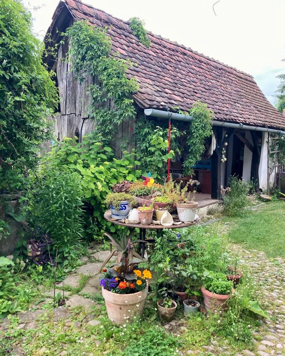 Ceainăria Tei din Saschiz