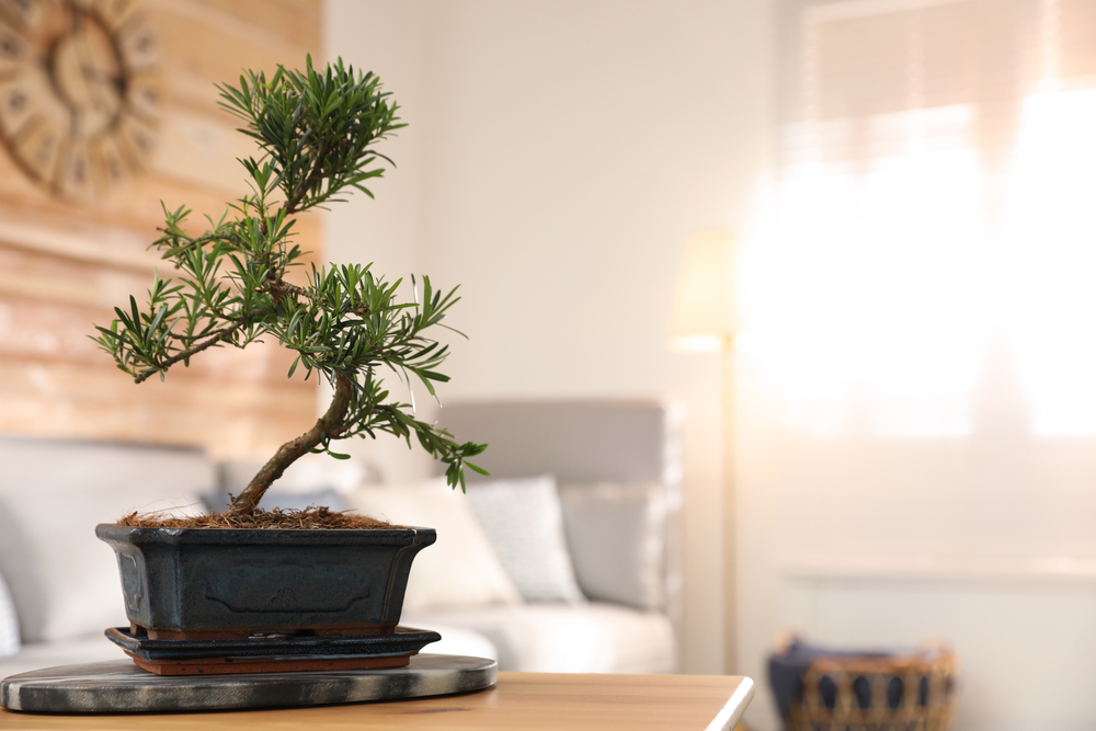 bonsai in living pentru a atrage energii pozitive