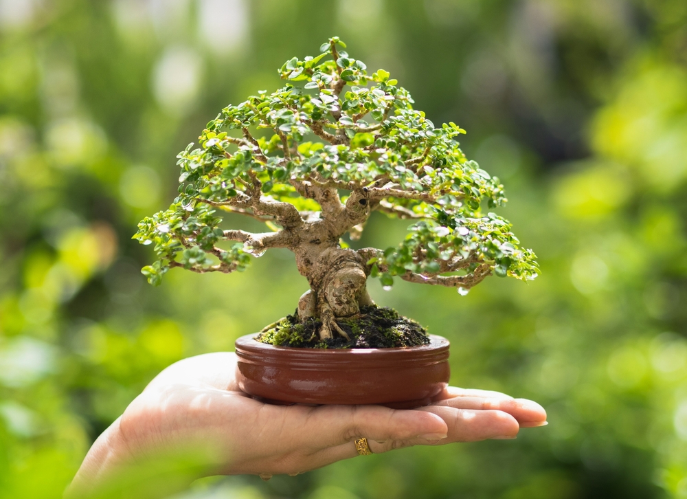 bonsai in ghiveci tinut in mana