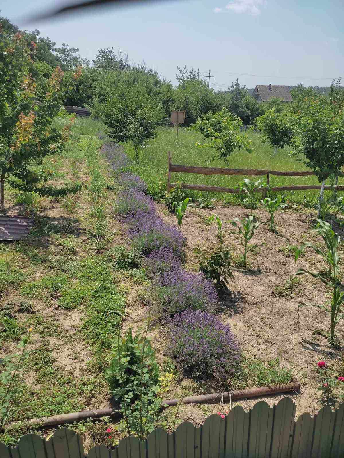 Victor mărturisește că se bucură de toate fructele și legumele din curtea lui