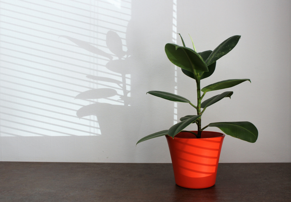 ficus in ghiveci rosu in casa