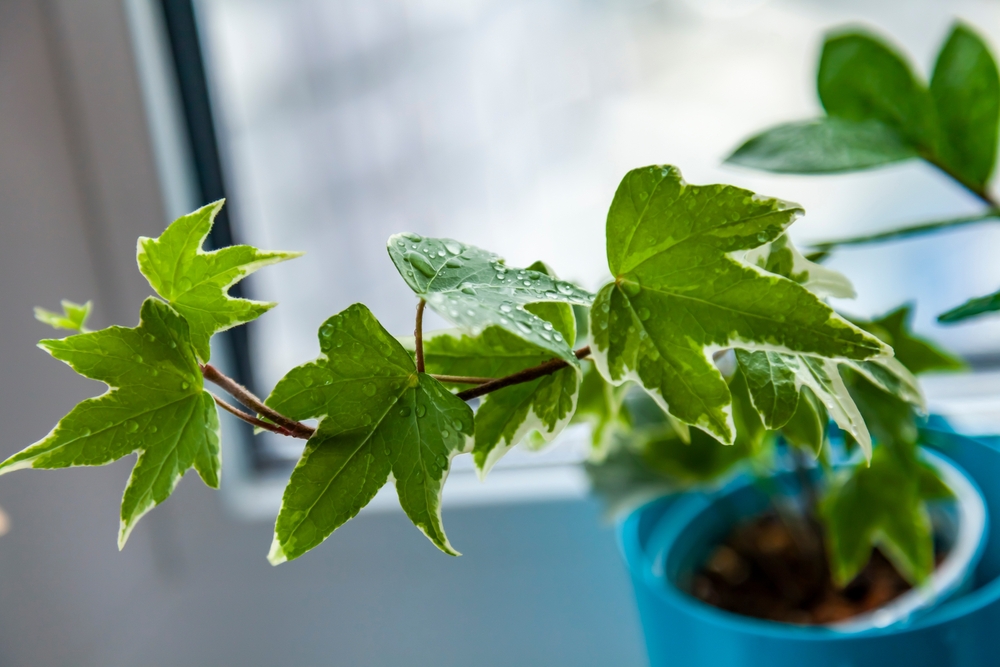 iedera in ghiveci planta toxica pentru pisici