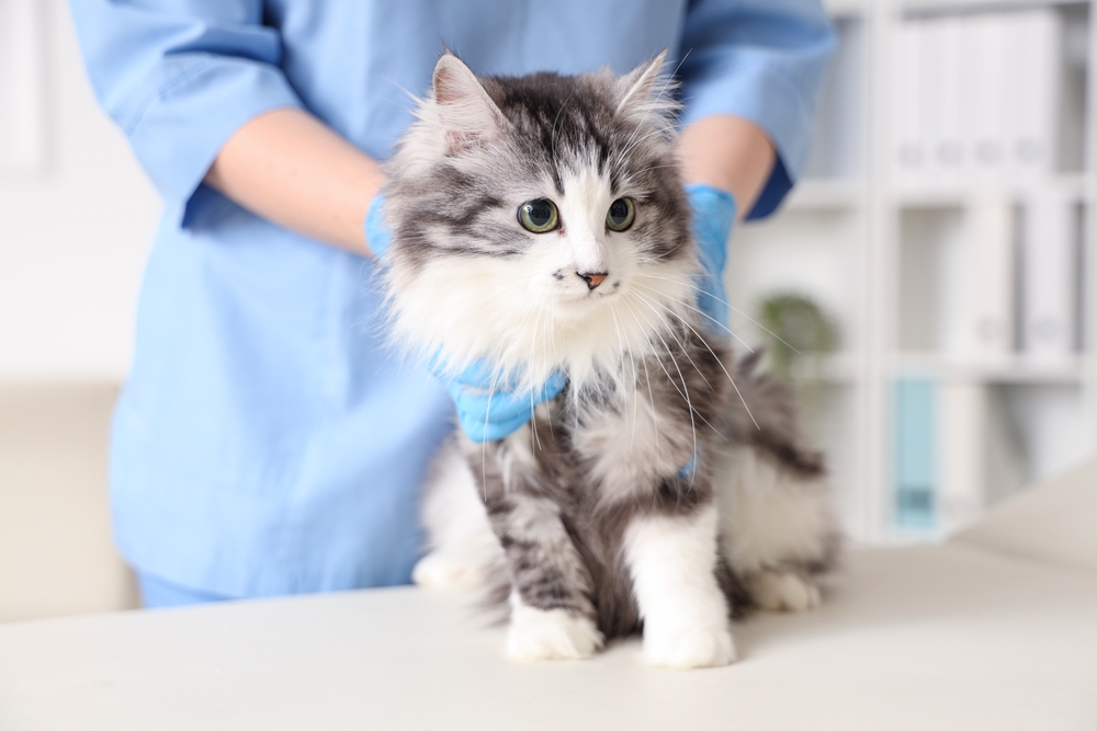 pisica la cabinetul veterinar consultata de medic