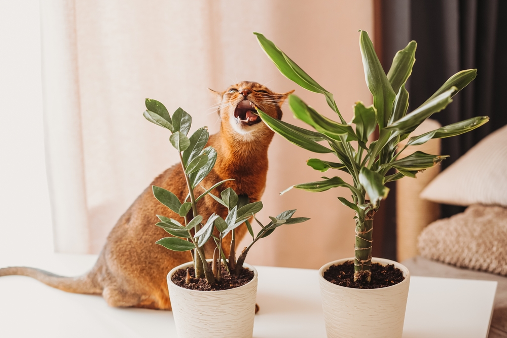 o pisica mananca plante